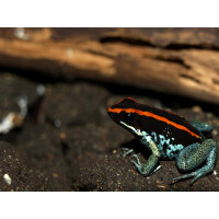 Phyllobates vittatus