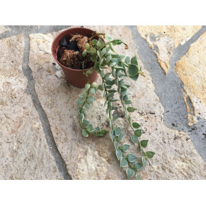 Dischidia ruscifolia varigata