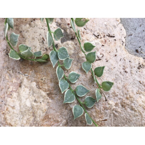 Dischidia ruscifolia varigata