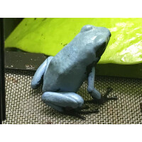 Dendrobates galactonotus Blau Zuchtpaar
