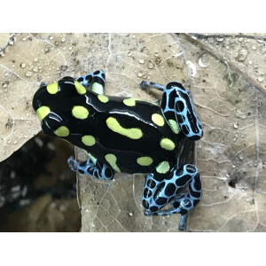 Ranitomeya vanzolinii