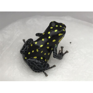 Ranitomeya vanzolinii