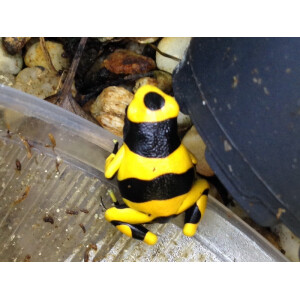 Dendrobates leucomelas British Guyana