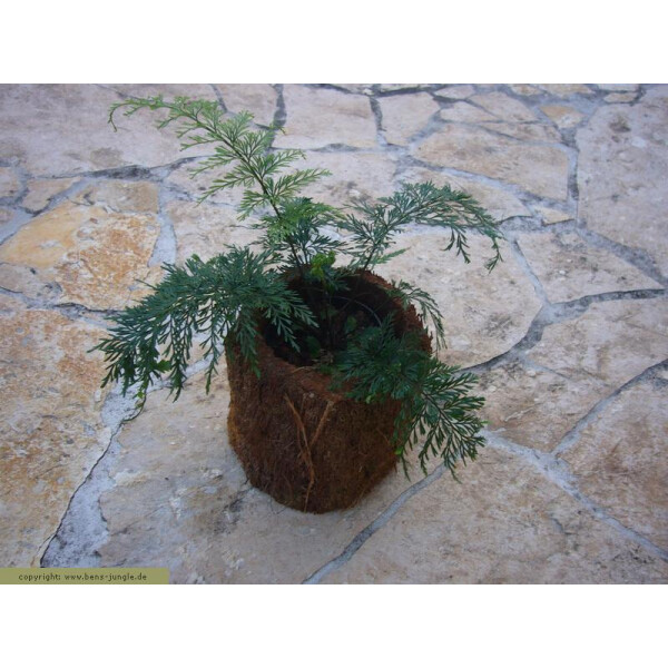 Xaximtopf mit Streifenfarn 