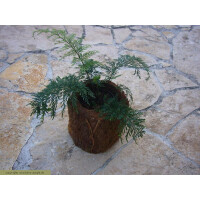 Xaximtopf mit Streifenfarn 