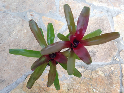 Neoregelia fireball mini Nr. 2 (bromelie)