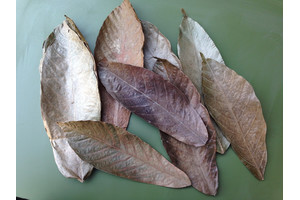 Echte Kakaoblätter aus Südamerika