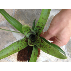 Neoregelia pauciflora