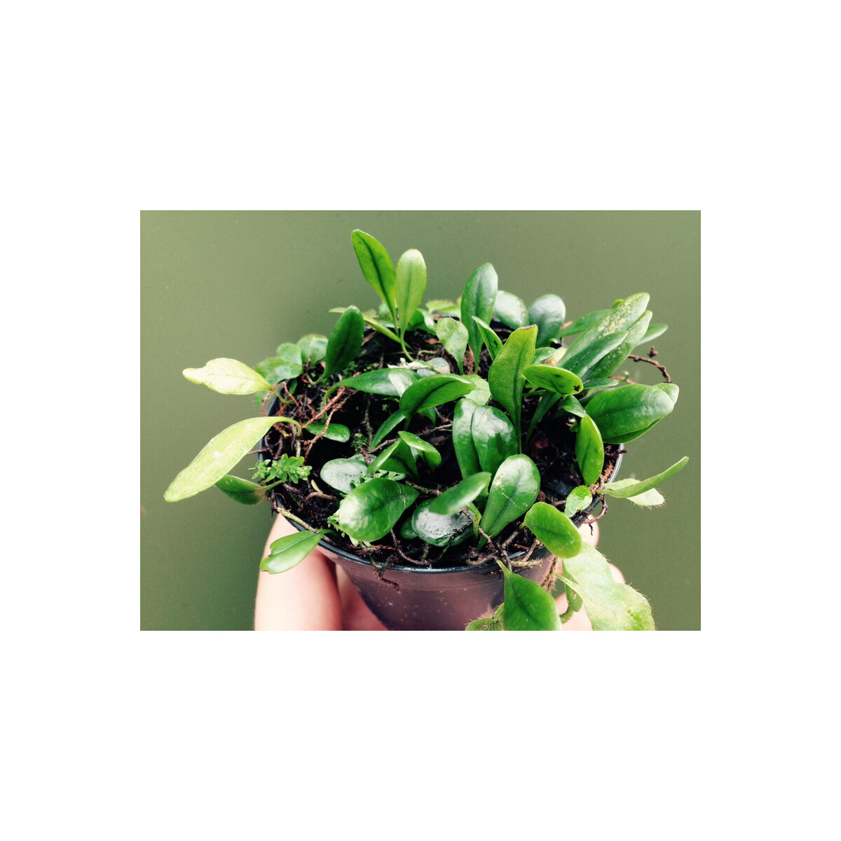 Pyrrosia serpens box