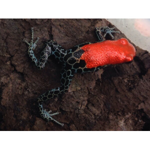 Ranitomeya reticulata