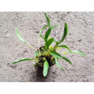 Platystele stenostachya