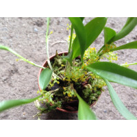 Platystele stenostachya