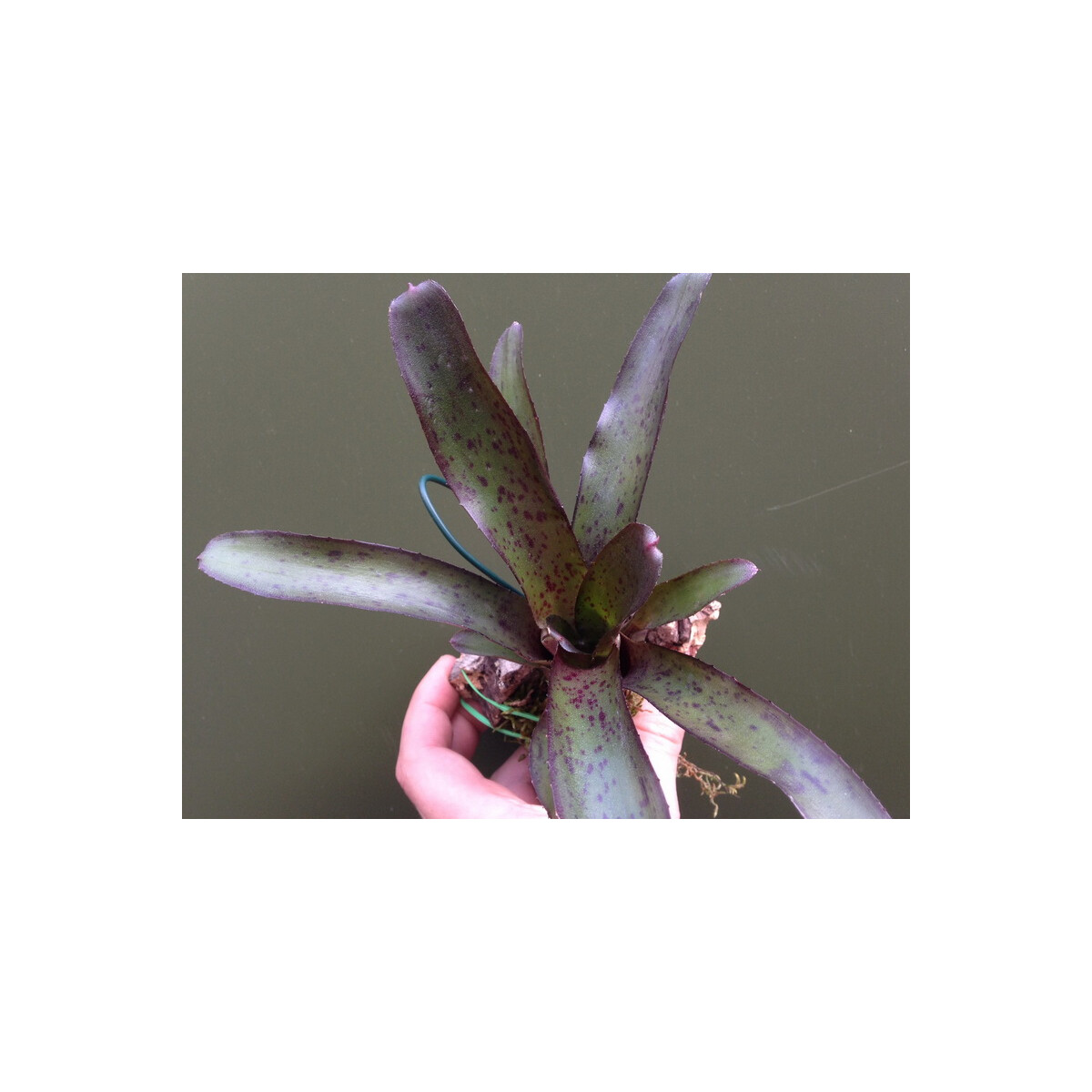 Neoregelia purple lila mini 