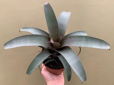 Vriesea saundersii L