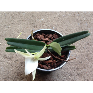 Angraecum elephantinum