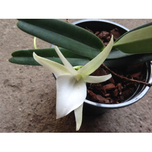 Angraecum elephantinum