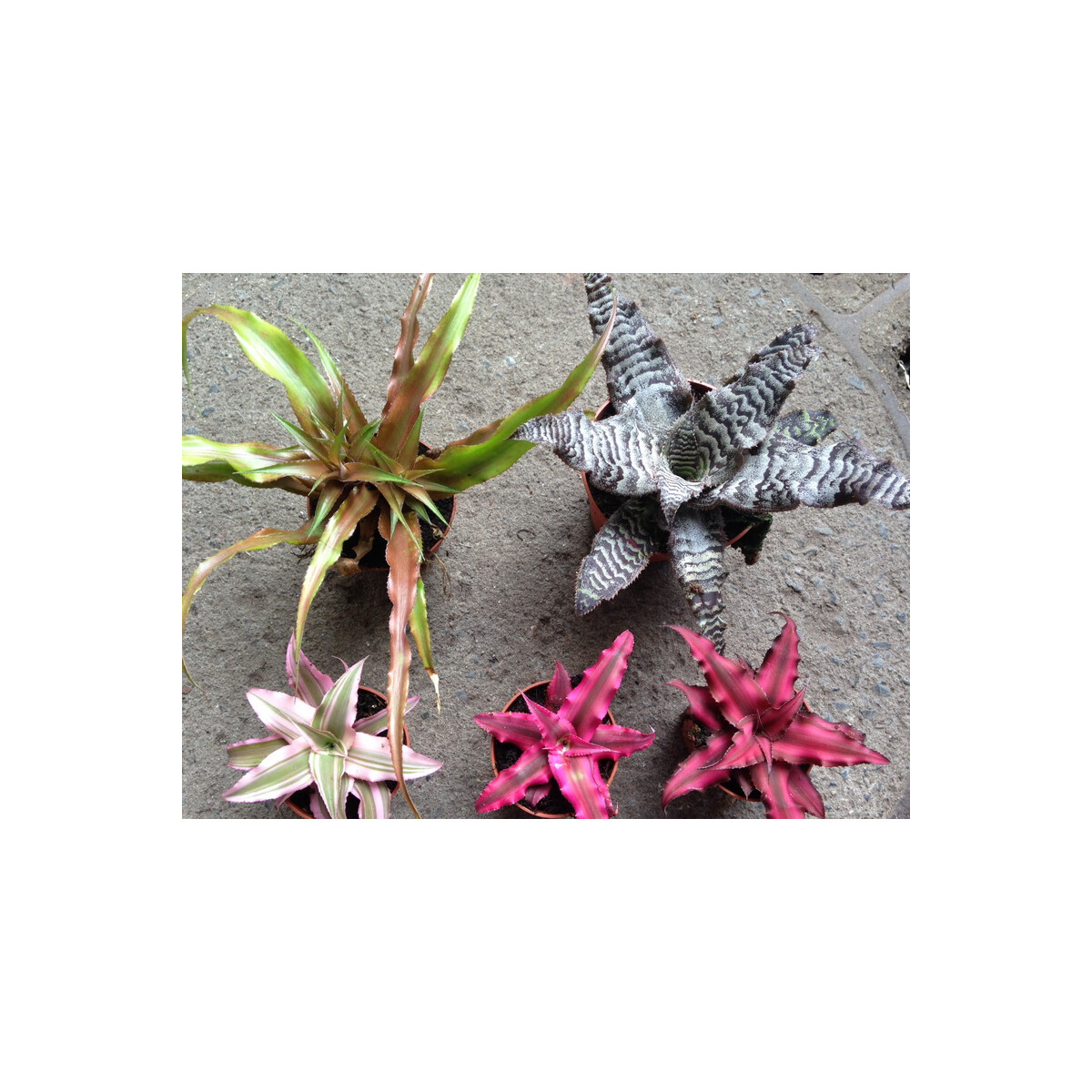 Cryptanthus MIX 5
