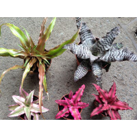 Cryptanthus MIX 5