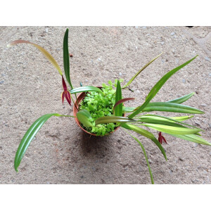 Pleurothallis allenii 