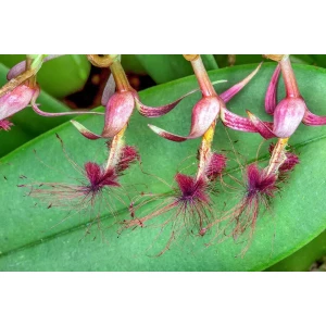 Bulbophyllum barbigerum
