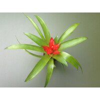 Guzmania rot
