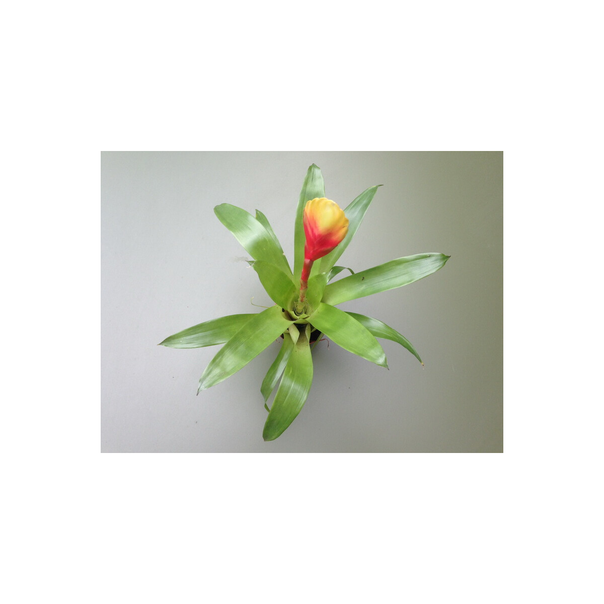 Guzmania rainbow box