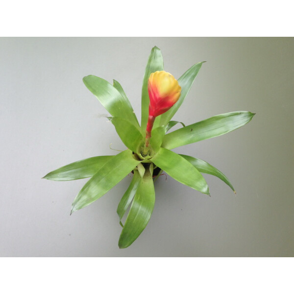 Guzmania rainbow