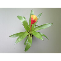 Guzmania rainbow