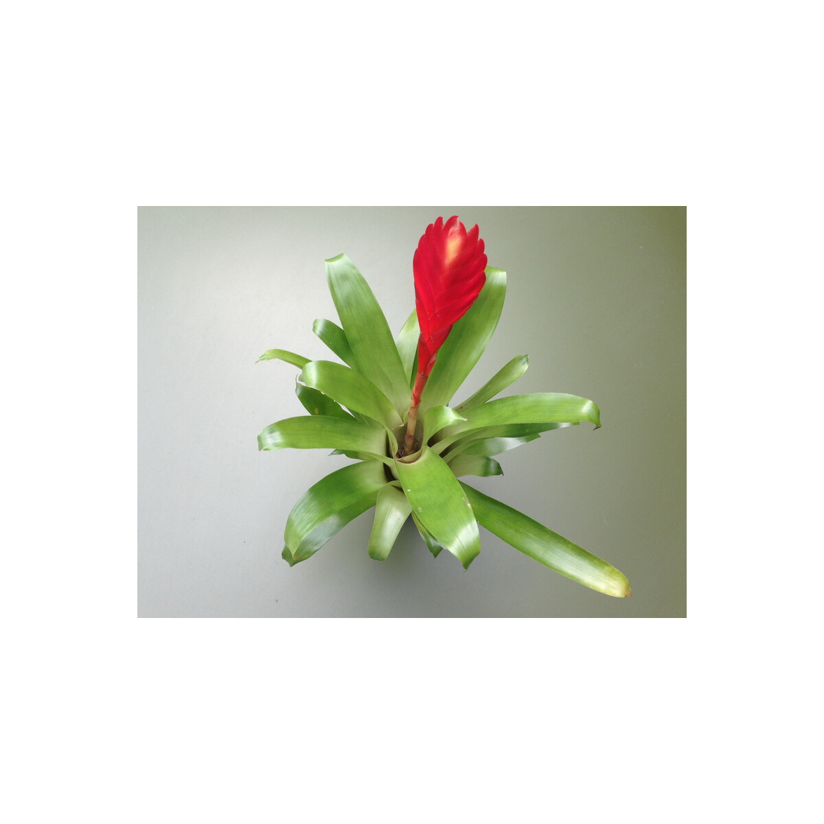 Guzmania rotes Schwert