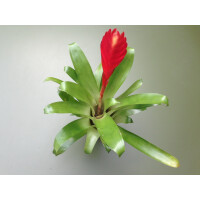 Guzmania rotes Schwert