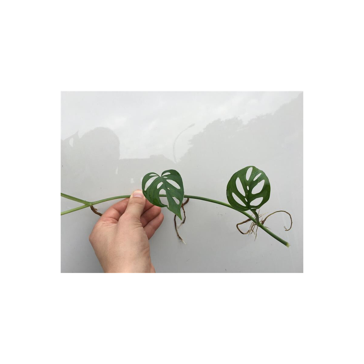 Angebot Monstera acuminata Cutting