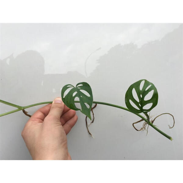 Angebot Monstera acuminata Cutting