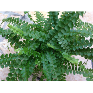 Asplenium spec. Panama