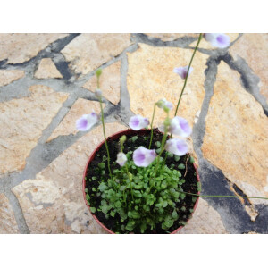 Utricularia livida