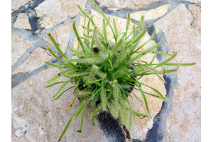 Drosera capensis alba