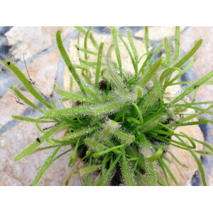 Drosera capensis alba