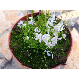 Utricularia sandersonii