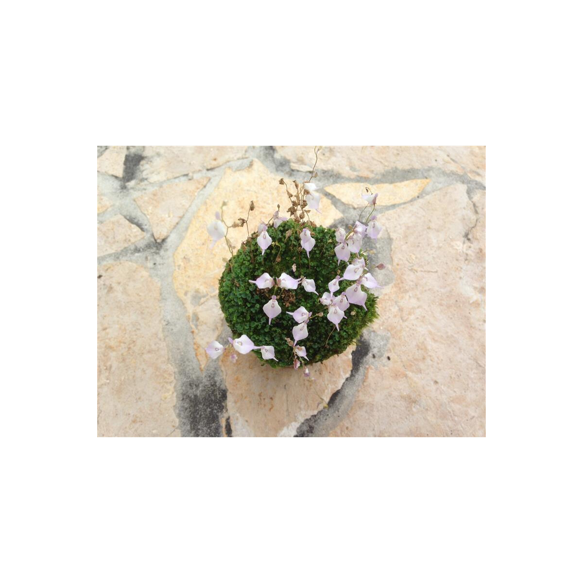 Utricularia pubescens