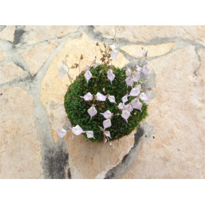 Utricularia pubescens