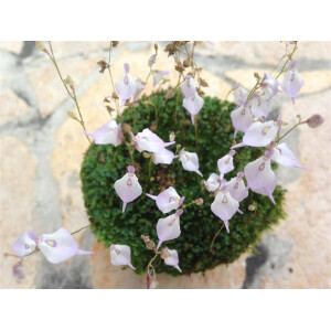 Utricularia pubescens