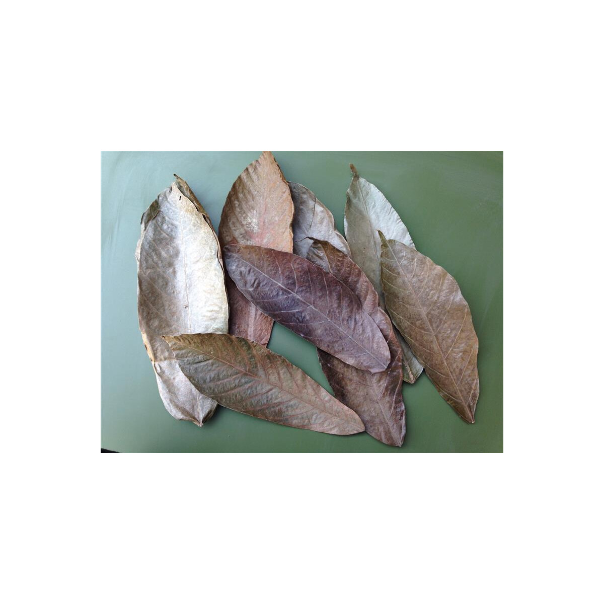 Echte Kakaoblätter aus Südamer box