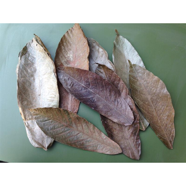 Echte Kakaoblätter aus Südamerika 