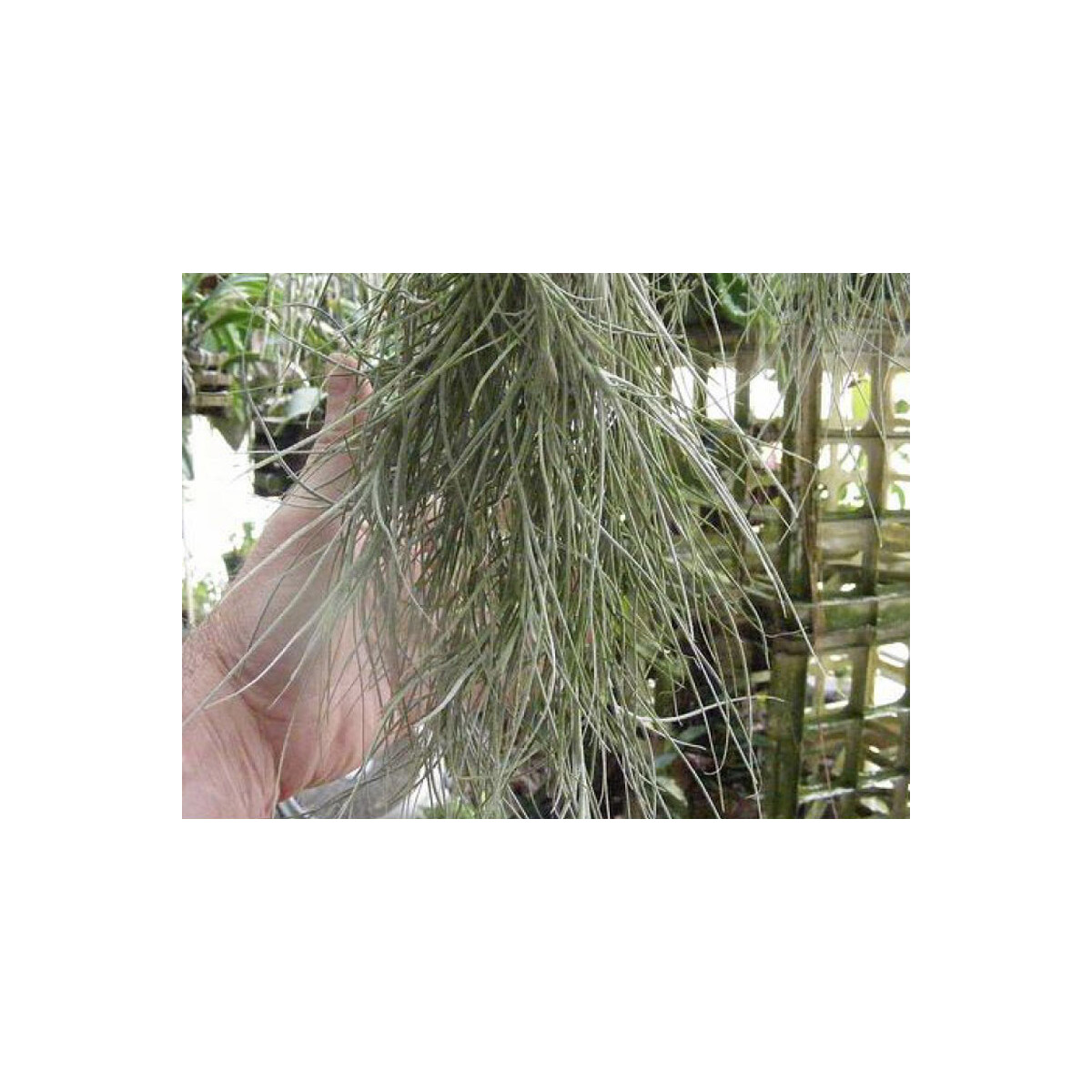 Tillandsia usneoides