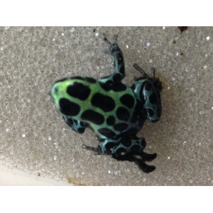 Ranitomeya variabilis Giant