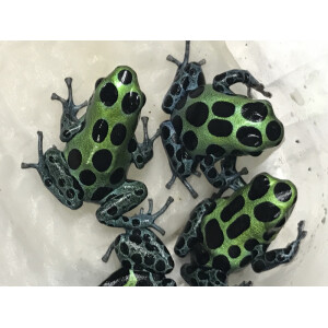 Ranitomeya variabilis Giant