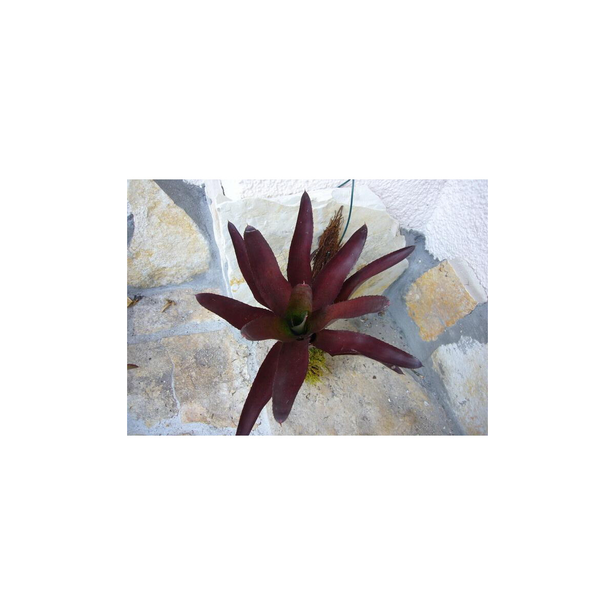 Neoregelia deep red