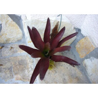 Neoregelia deep red