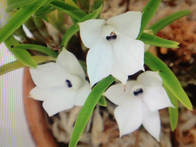 Dendrobium subuliferum