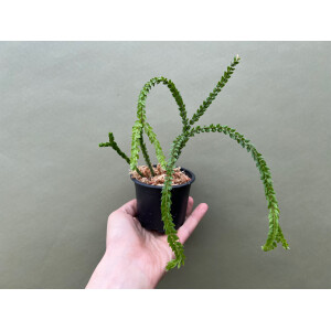 Lycopodium hamiltonii