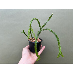 Lycopodium hamiltonii